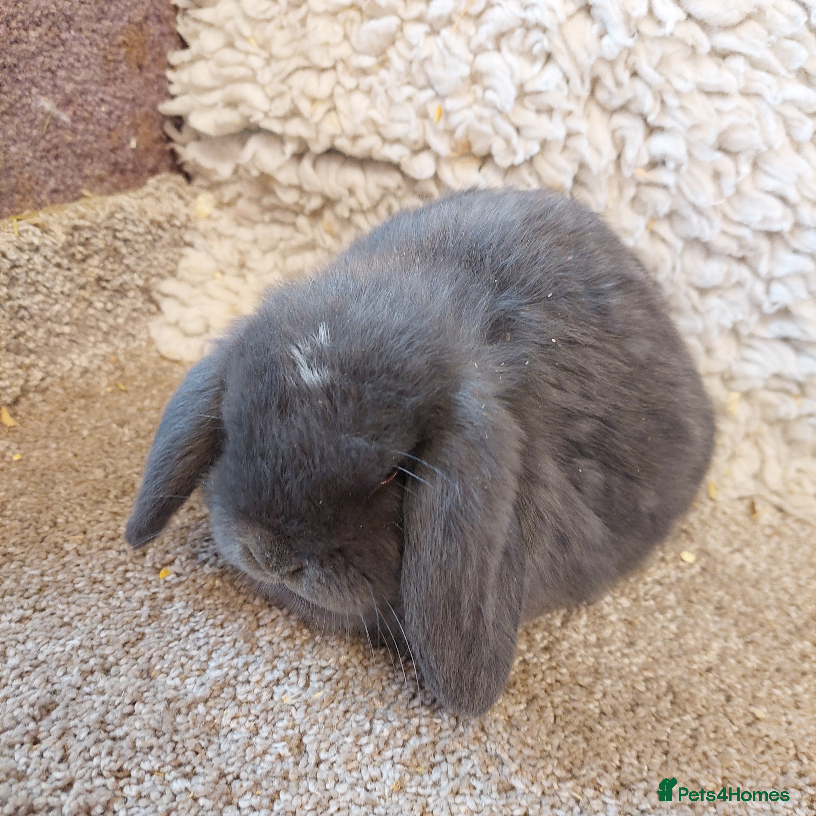 Mini Lop rabbits  Last 2Minilop babys ready to reserve  - Advert 10