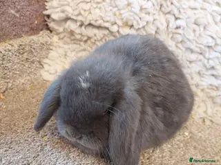 Mini Lop rabbits Last 2Minilop babys ready to reserve - Advert 10