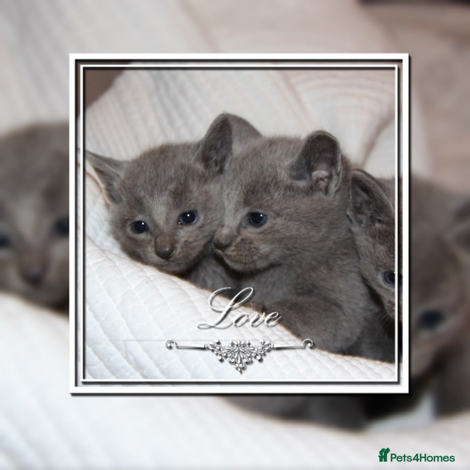 Russian Blue cats PURE GCCF RUSSIAN BLUE KITTENS 💙🩷🐾 PET & ACTIVE in Manchester - Advert 1