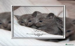 Russian Blue cats for sale: GCCF RUSSIAN BLUE KITTENS  💙🩷🐾 in Manchester - Image 1