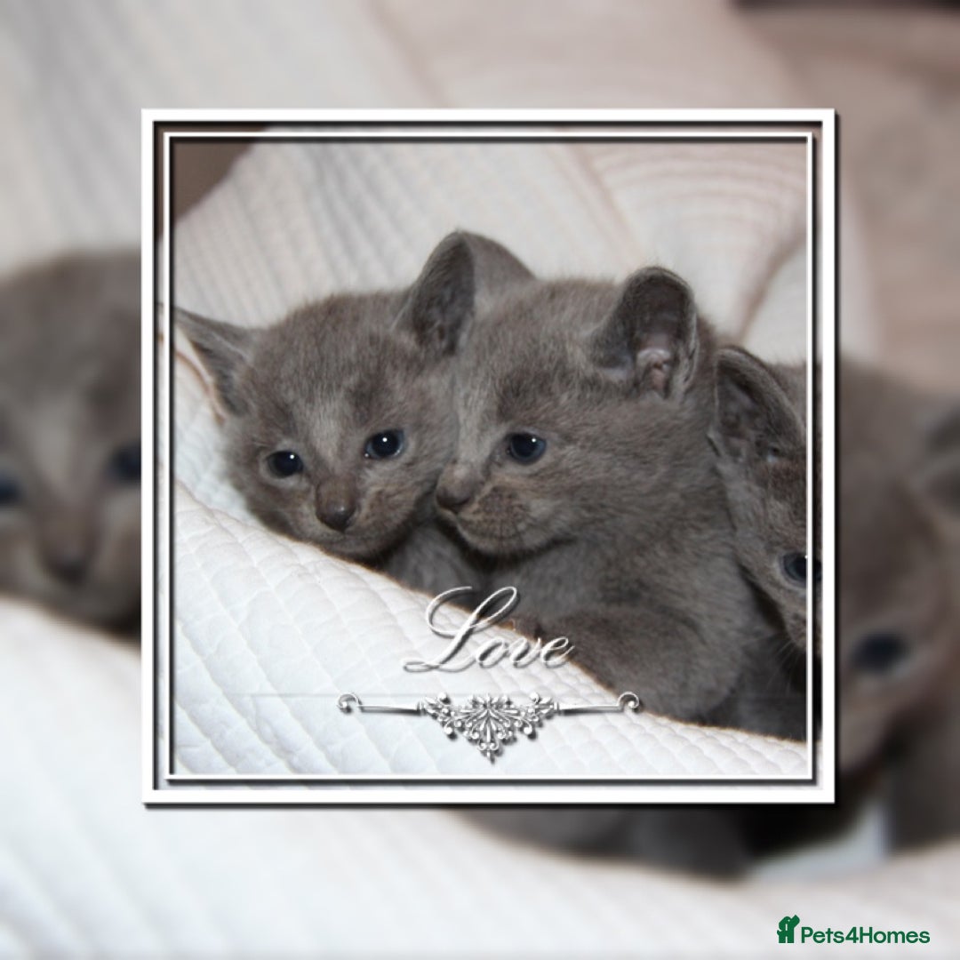 Russian Blue cats for sale: GCCF RUSSIAN BLUE KITTENS  💙🩷🐾 in Manchester - Image 1