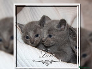 Russian Blue cats in Manchester - Advert 14