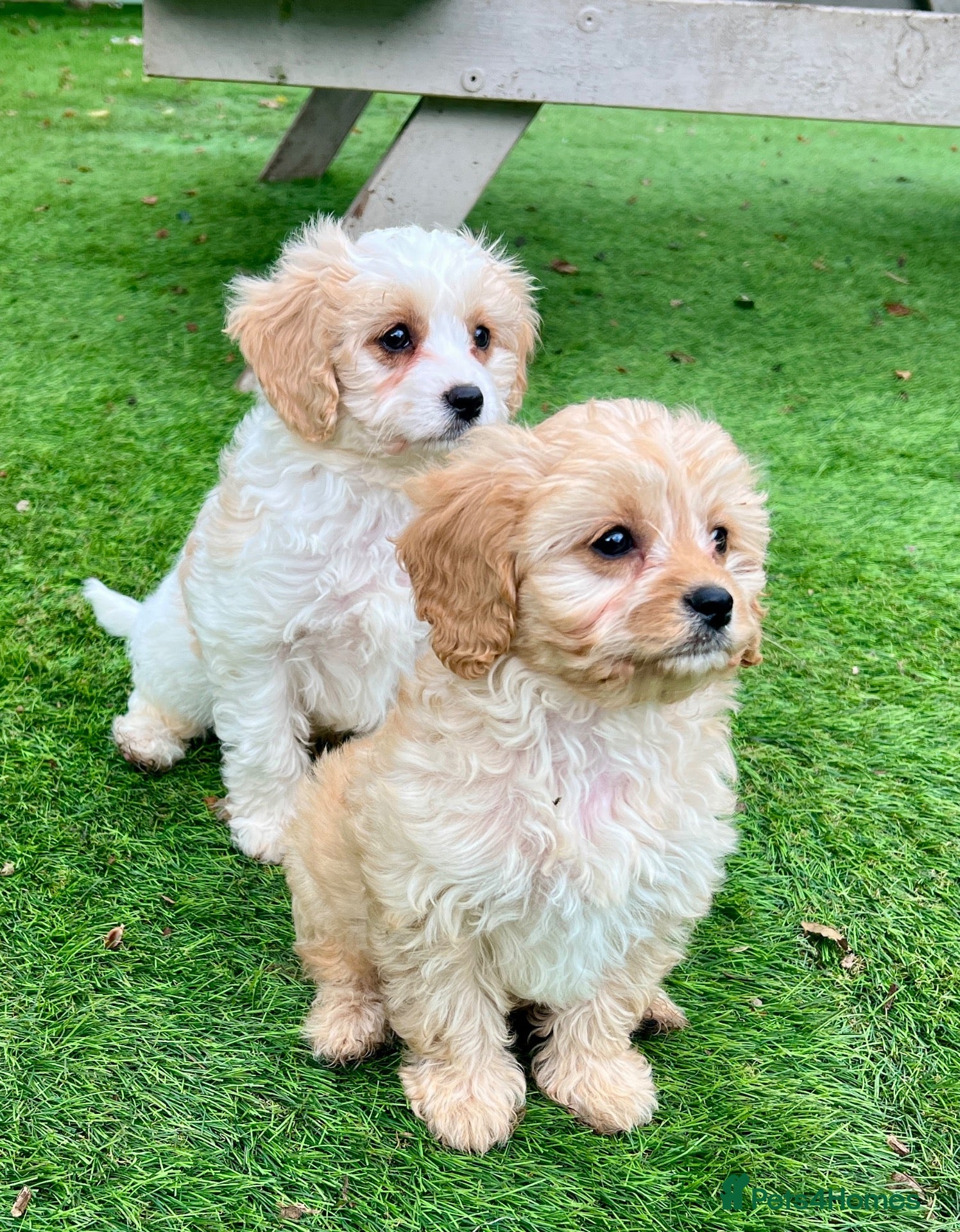 Cavapoo dogs Stunning F1 Cavapoo  - Advert 1