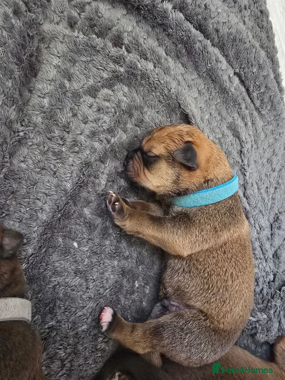 Mixed Breed dogs for sale: Cancorso cross mastiff x rottweiler pups for sale in Battle - Advert 32