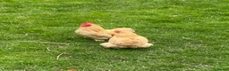 Chickens poultry for sale: Pair of Dorking and Cuckoo Chickens £35 pair - Advert 4