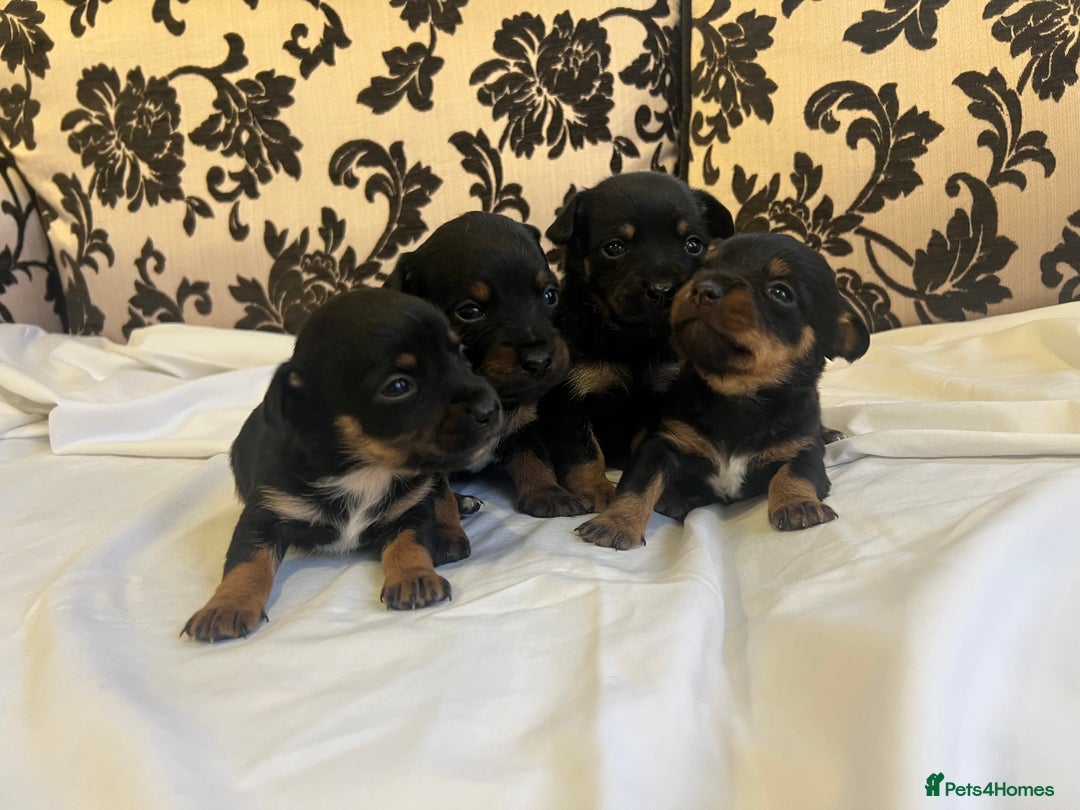 Jack Russell dogs for sale: Miniature Jack Russell puppies 🐶  - Advert 2
