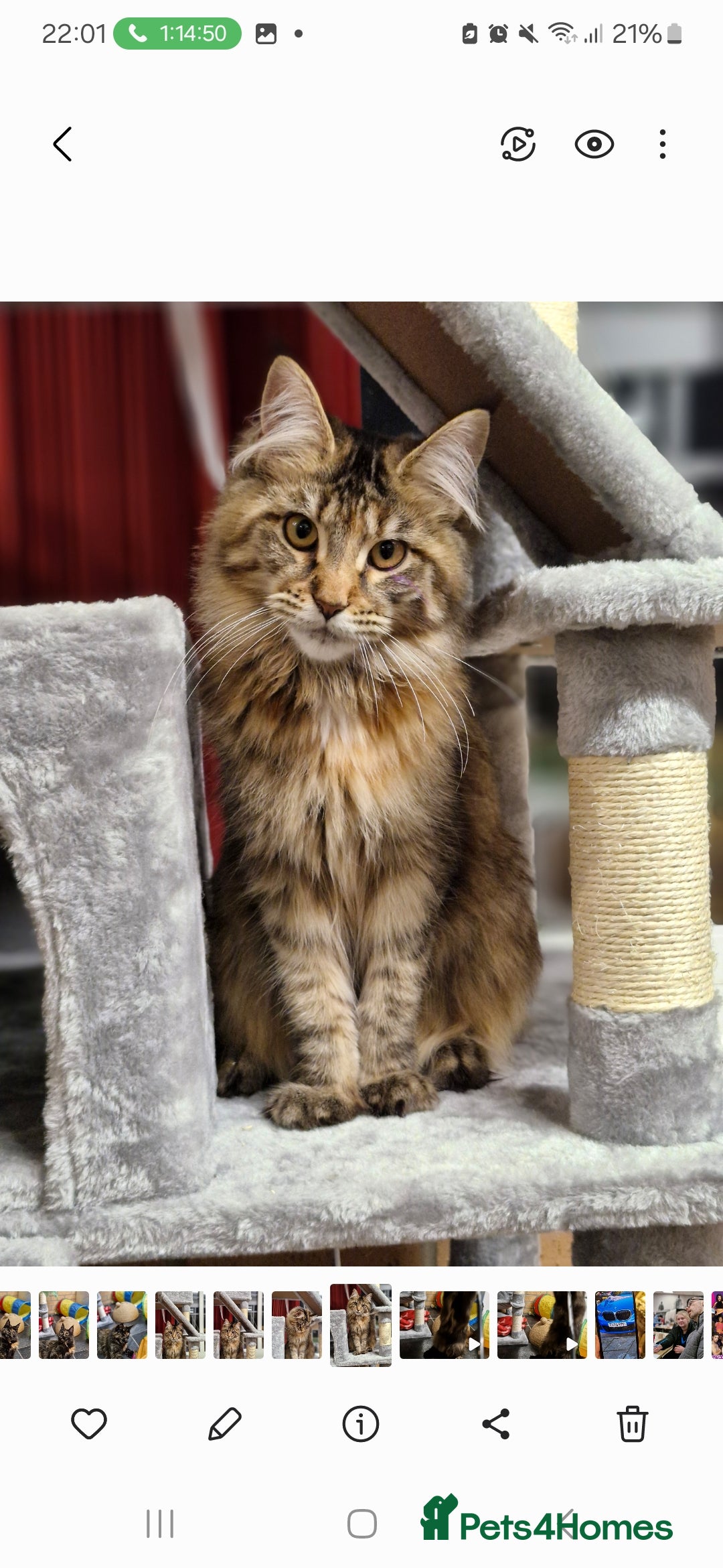 Maine Coon cats for sale: Maine coons Nellie & Dollie to stay as a pair.  - Advert 12