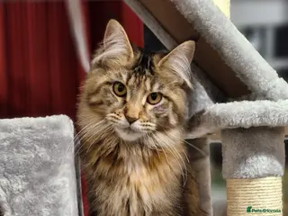 Maine Coon cats Maine coons Nellie & Dollie to stay as a pair. - Advert 13