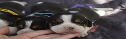 Beagle dogs for sale: Beautiful beagle puppies  in Rugby - Advert 8