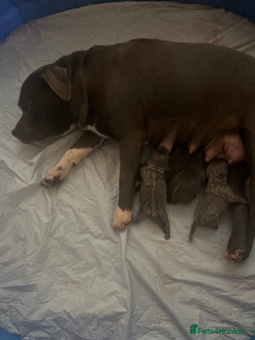 Staffordshire Bull Terrier dogs for sale: kC REGISTERED 5 STAR BLUE PUPPYS FOR SALE  - Advert 2