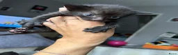 Mixed Breed cats for sale: 4 female kittens - Advert 7