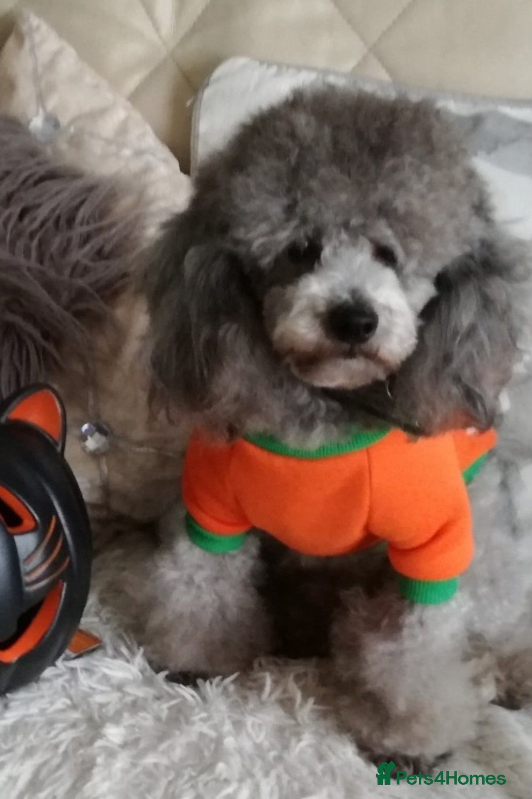 Toy Poodle dogs for stud: *2 STUDS AVAILABLE*FULL PEDIGREE SILVER & PHANTOM in Colwyn Bay - Advert 4