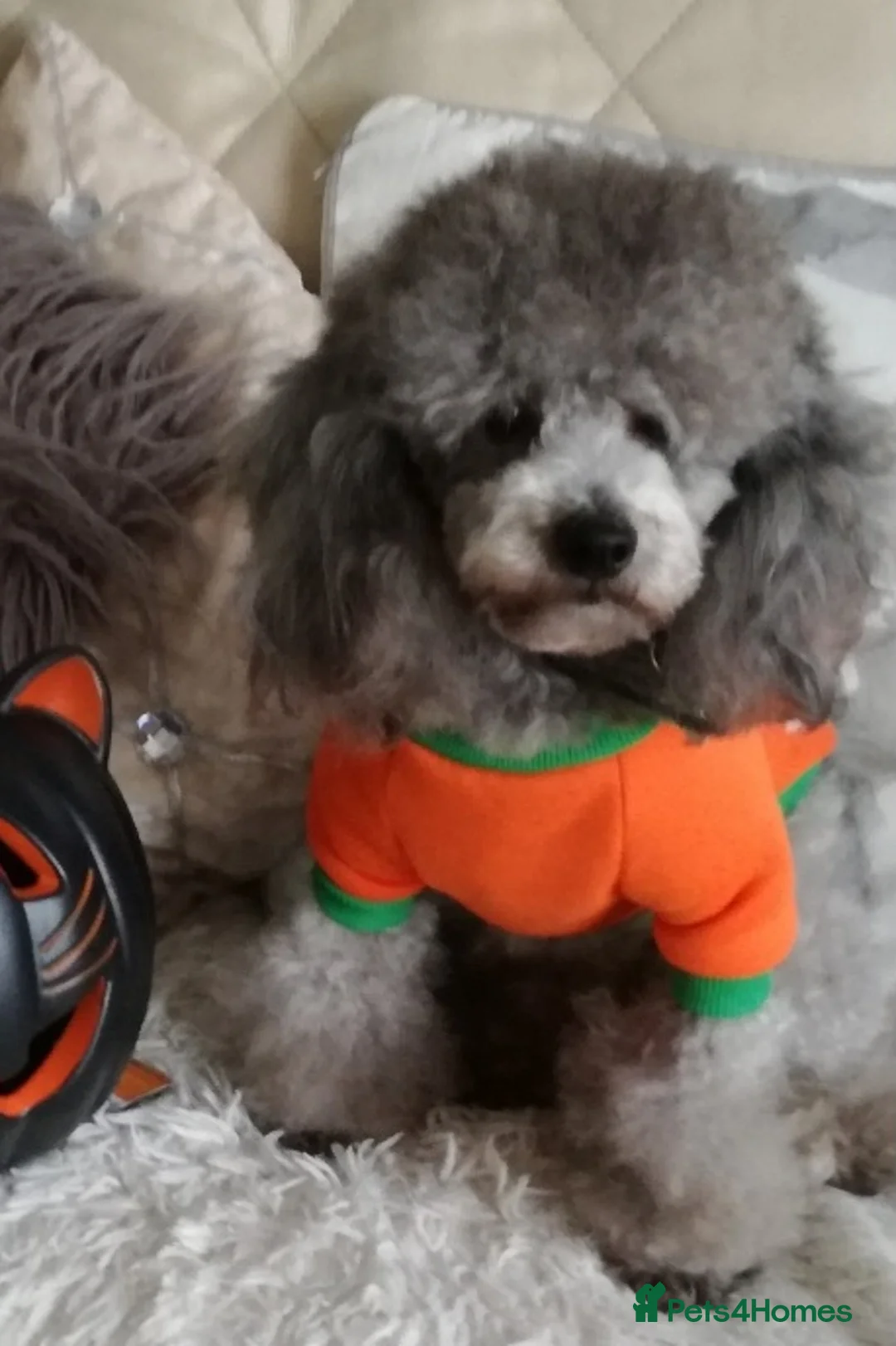 Toy Poodle dogs for stud: *2 STUDS AVAILABLE*FULL PEDIGREE SILVER & PHANTOM - Advert 5
