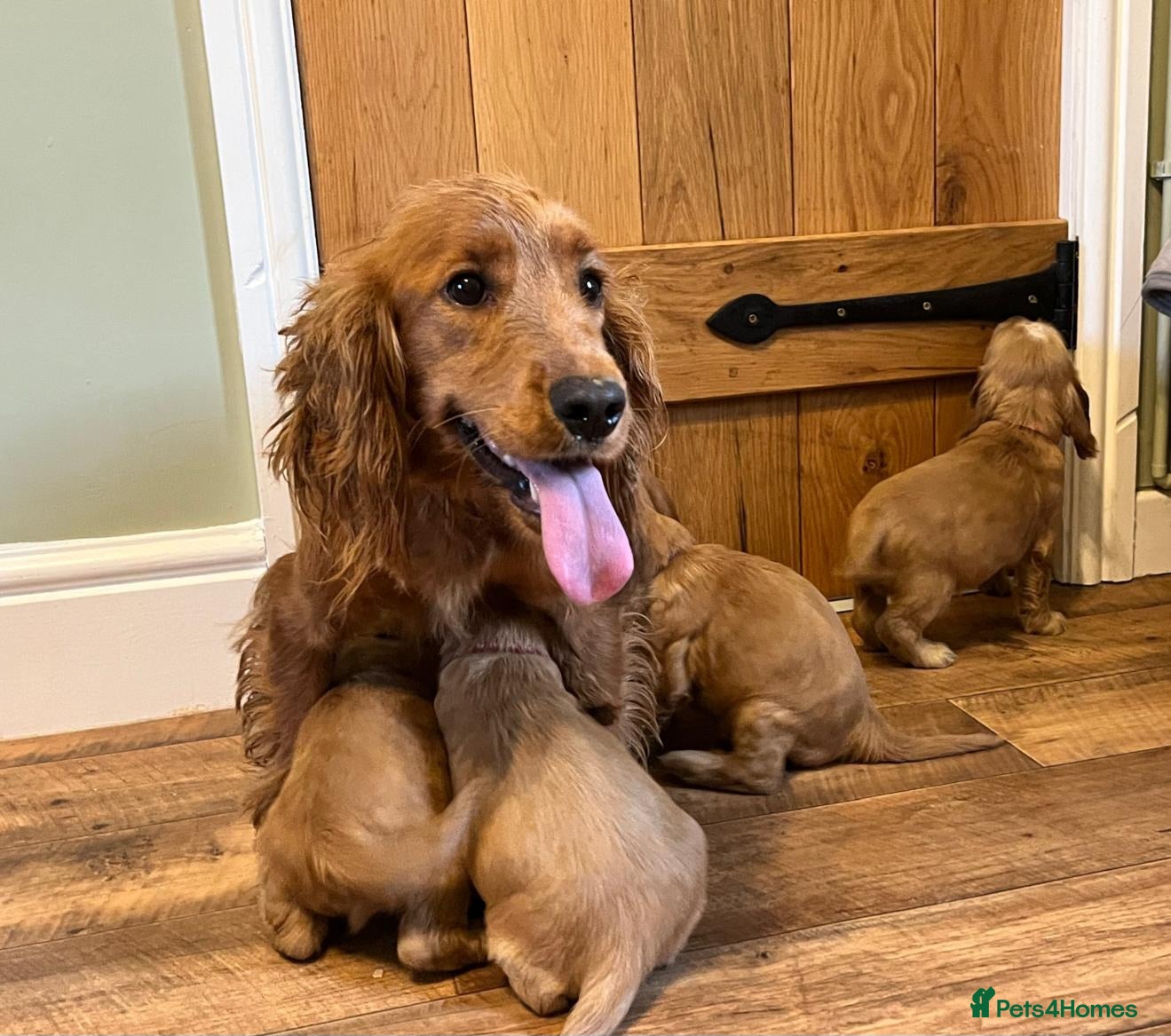 Cocker Spaniel dogs ✨ KC Show-Type Cocker Spaniel Puppies ✨ - Advert 4