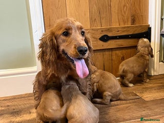 Cocker Spaniel dogs ✨ KC Show-Type Cocker Spaniel Puppies ✨ - Advert 3