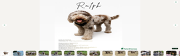 Cavachon dogs for sale: F1 CAVAPOOCHON PUPPIES  - Advert 4
