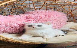 Scottish Fold cats for sale: 💞Beautiful Scottish Fold and Straight kittens🐾 - Image 15