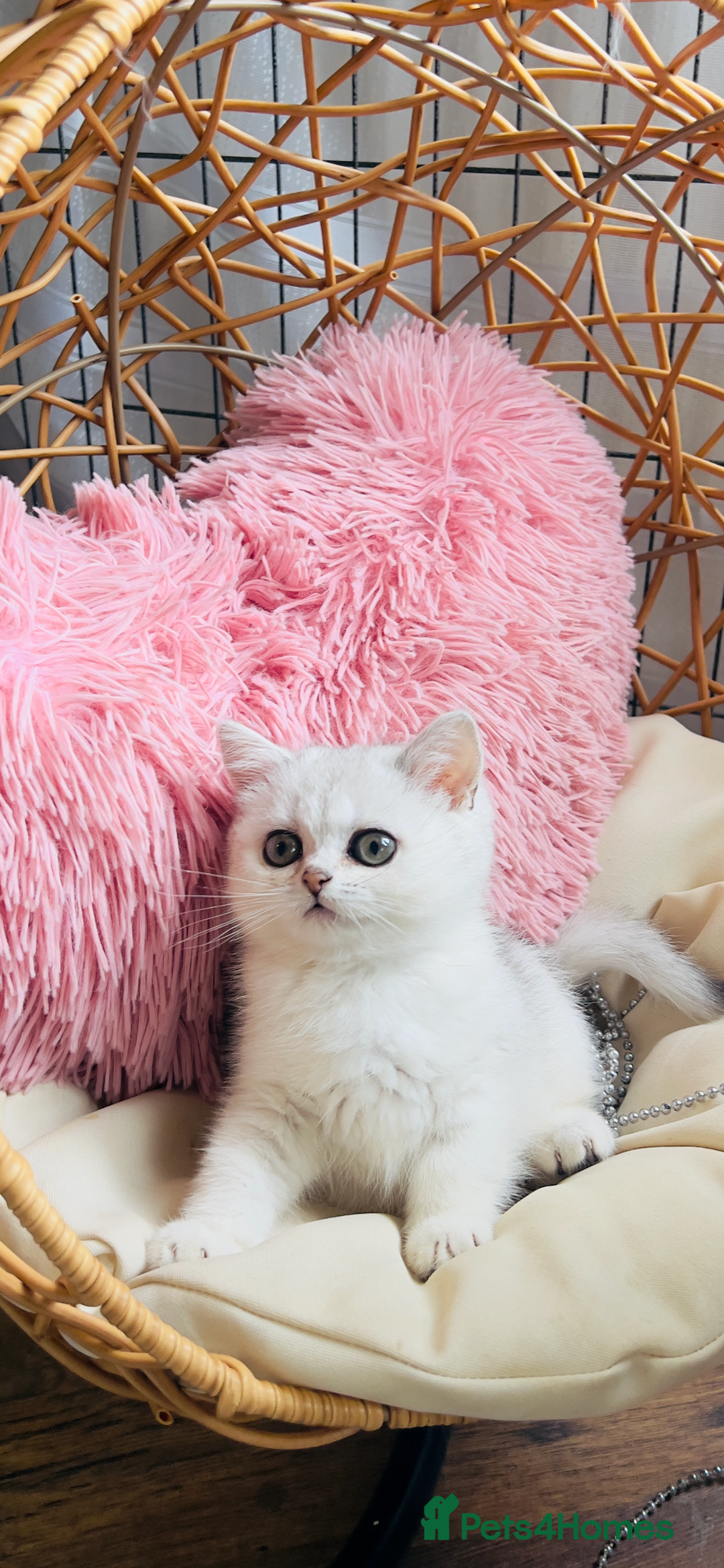 Scottish Fold cats for sale: 💞Beautiful Scottish Fold and Straight kittens🐾 - Image 15