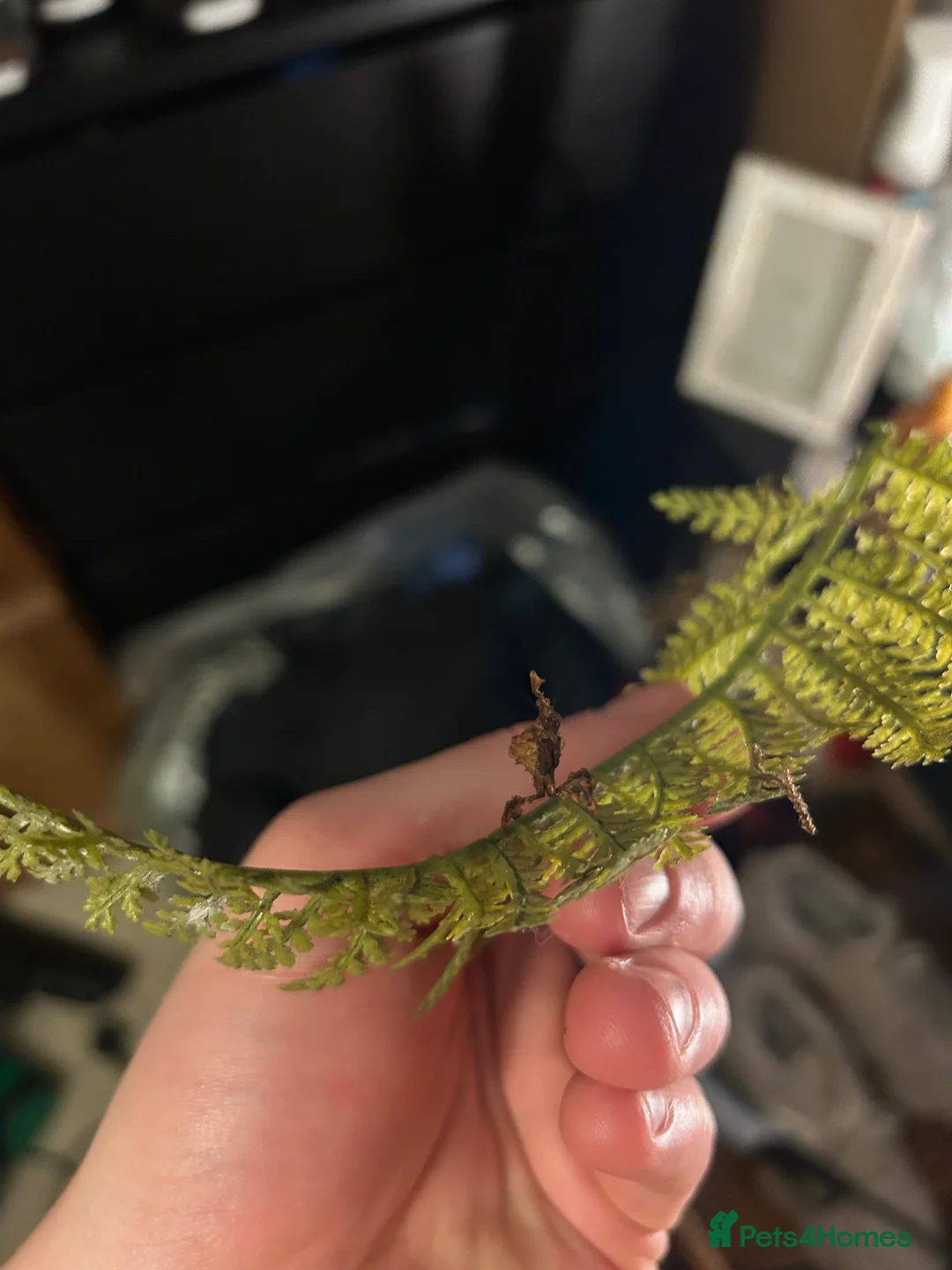 Praying Mantis invertebrates for sale: Ghost mantis Phyllocrania paradoxa - Advert 3