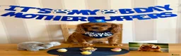 Cavalier King Charles Spaniel dogs for stud: Cavalier King Charles Spaniel for stud  - Advert 1