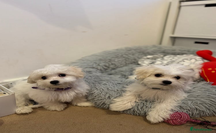 Maltese dogs - Advert 1