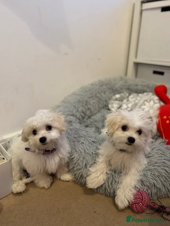 Maltese dogs - Advert 7