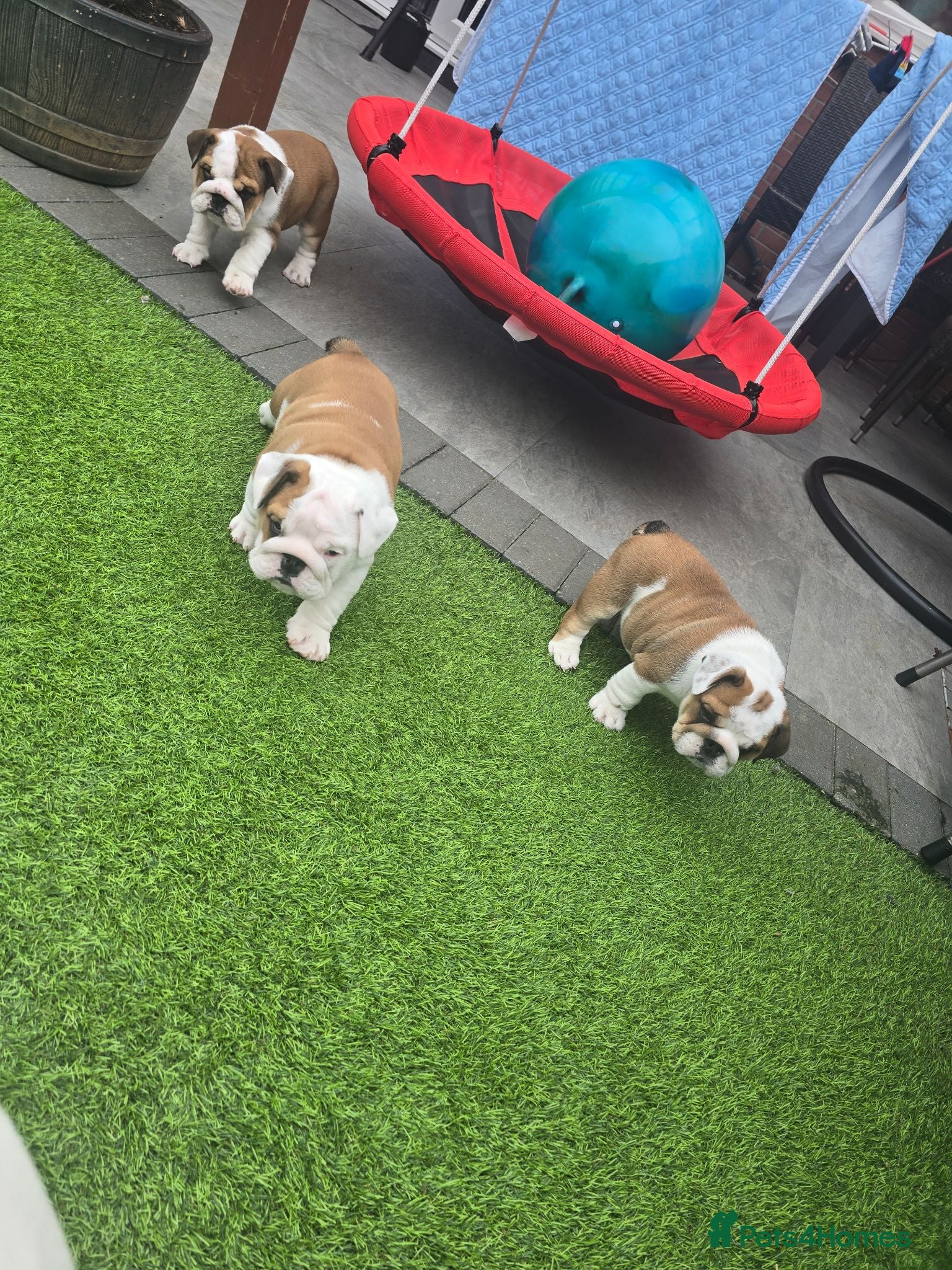 English Bulldog dogs 🐾 Beautiful KC Reg English Bulldog Puppies 🐶 - Advert 6