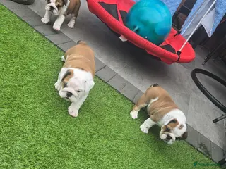 English Bulldog dogs 🐾 Beautiful KC Reg English Bulldog Puppies 🐶 - Advert 6