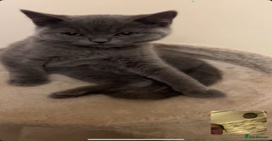 British Shorthair cats Reduced to clear  pure BSH blue  girl £4500 - Advert 6