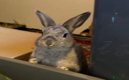 Mixed Breed rabbits for sale: Adorable Grey Male Bunny For Sale! - Image 2