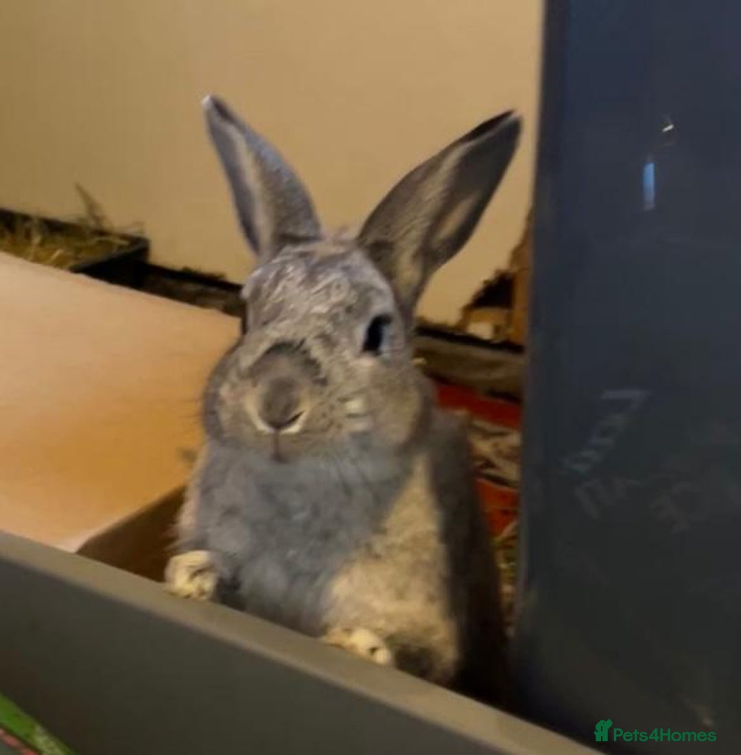 Mixed Breed rabbits for sale: Adorable Grey Male Bunny For Sale! - Image 2