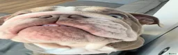 English Bulldog dogs for sale: Gorgeous Lilac English Bulldog Puppy - Advert 8