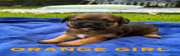 Border Terrier dogs for sale: Kc registered border terriers  in Maidstone - Advert 5