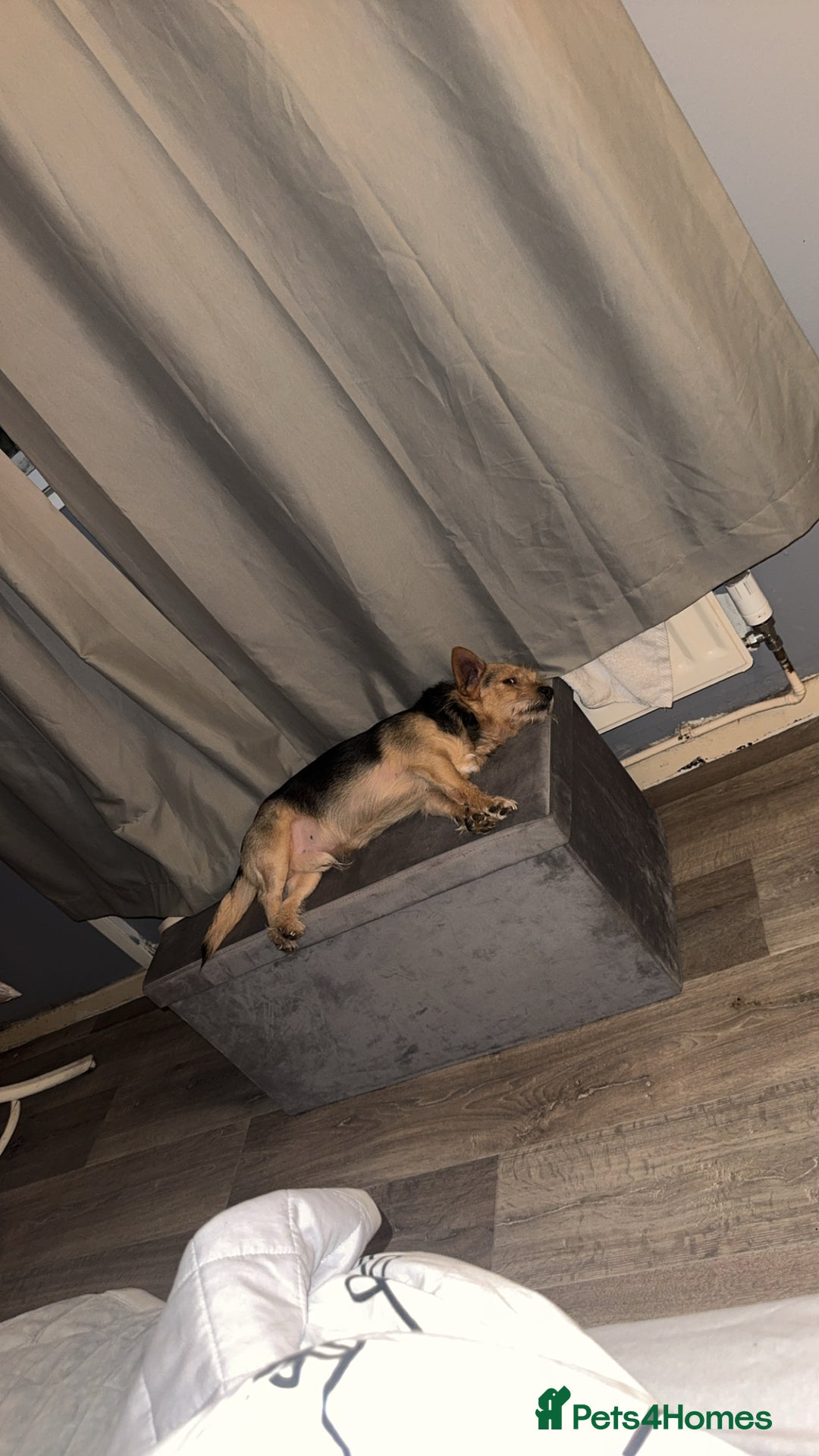 Chorkie dogs for sale: Male chorkie  - Image 3