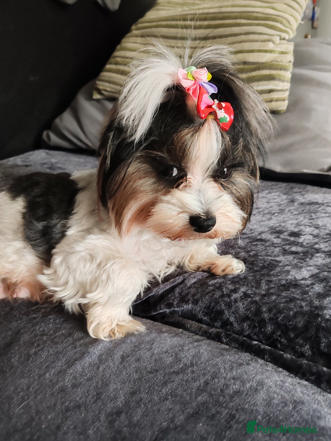Biewer Terrier dogs for sale: Biewer Tereier - Image 7