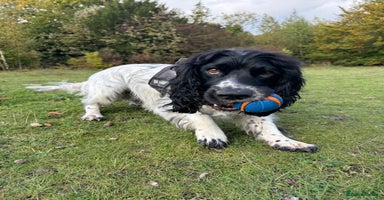 Cocker Spaniel dogs - Advert 16