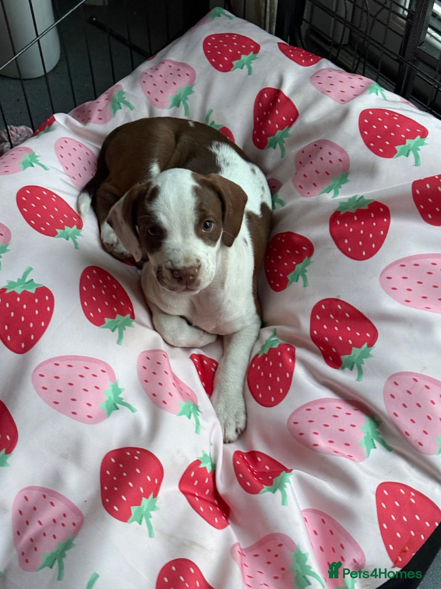 Mixed Breed dogs Last 1 beautiful girl  bully cocker spaniel 💖 - Advert 10