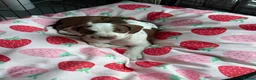 Mixed Breed dogs for sale: Last 1 beautiful girl  bully cocker spaniel 💖 - Advert 3