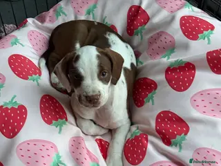 Mixed Breed dogs Last 1 beautiful girl bully cocker spaniel 💖 - Advert 3