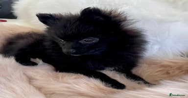 Pomeranian dogs - Advert 8