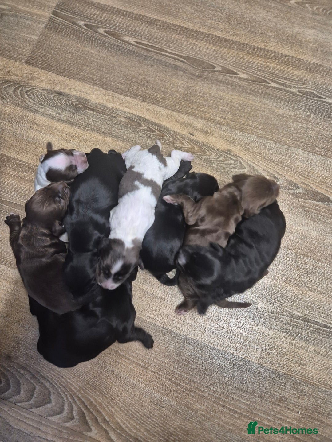 Cocker Spaniel dogs for sale: Stunning cocker spaniel pups - Advert 2