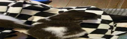 Mixed Breed cats for sale: 3 beautiful black and white kittens £25 in Manchester - Advert 13