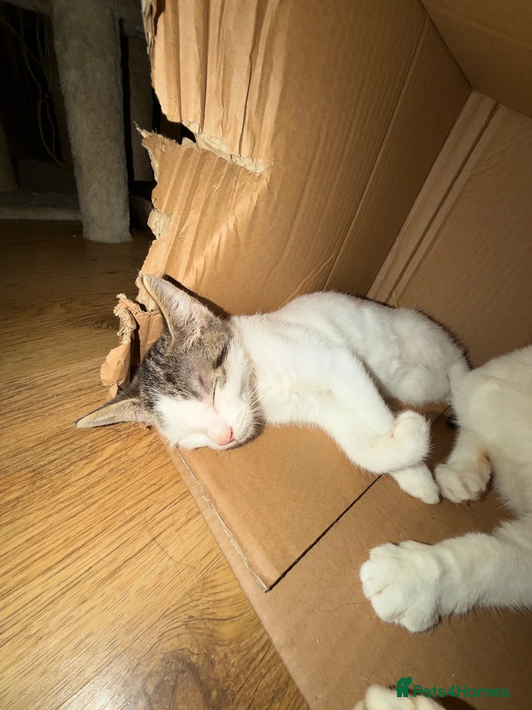 Mixed Breed cats for sale: Half Sphynx boy  - Advert 14