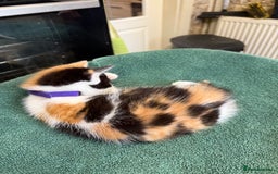 British Shorthair cats for sale: BRITISH BLUE X KITTENS - Image 14