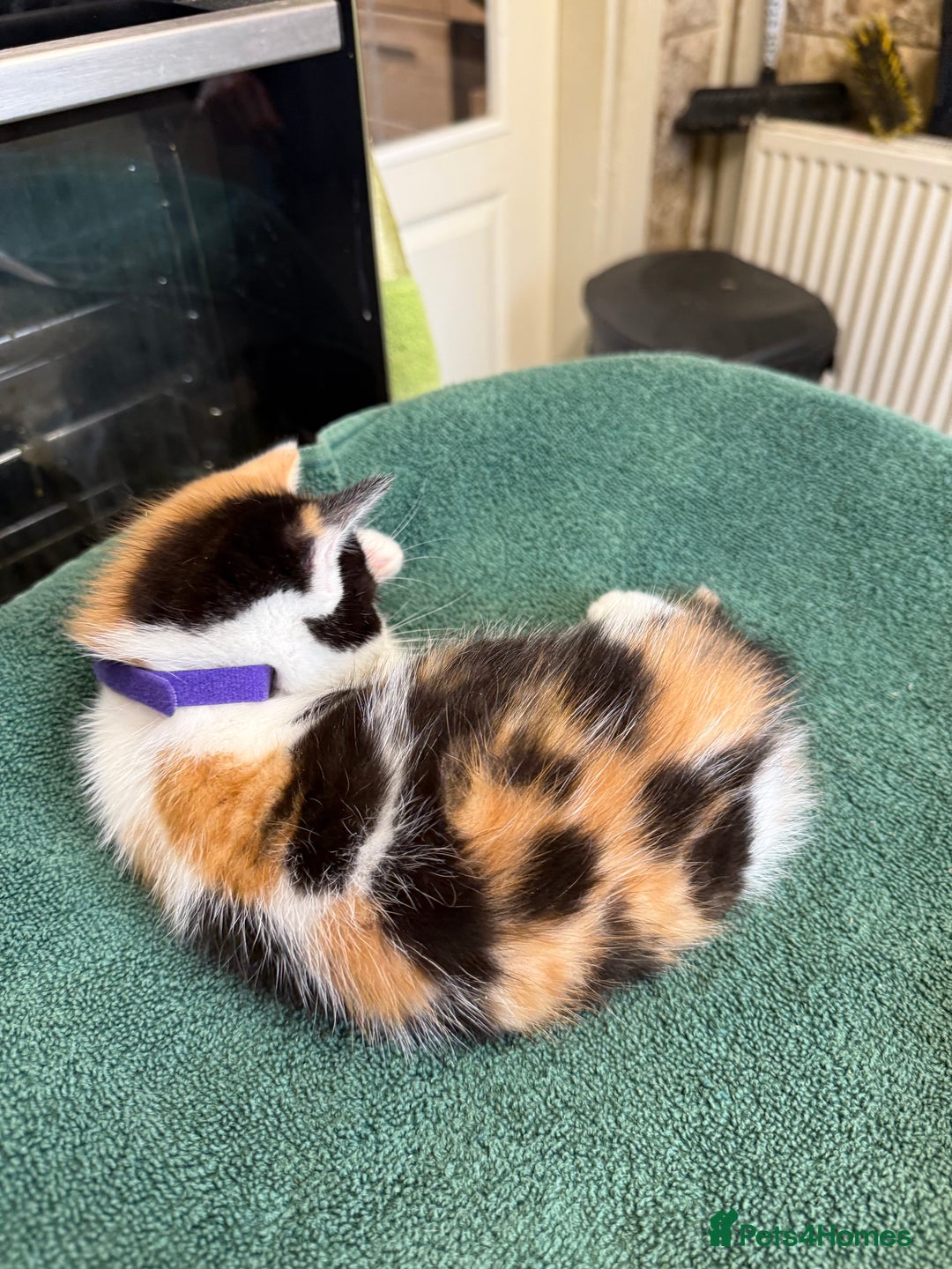 British Shorthair cats for sale: BRITISH BLUE X KITTENS - Image 14