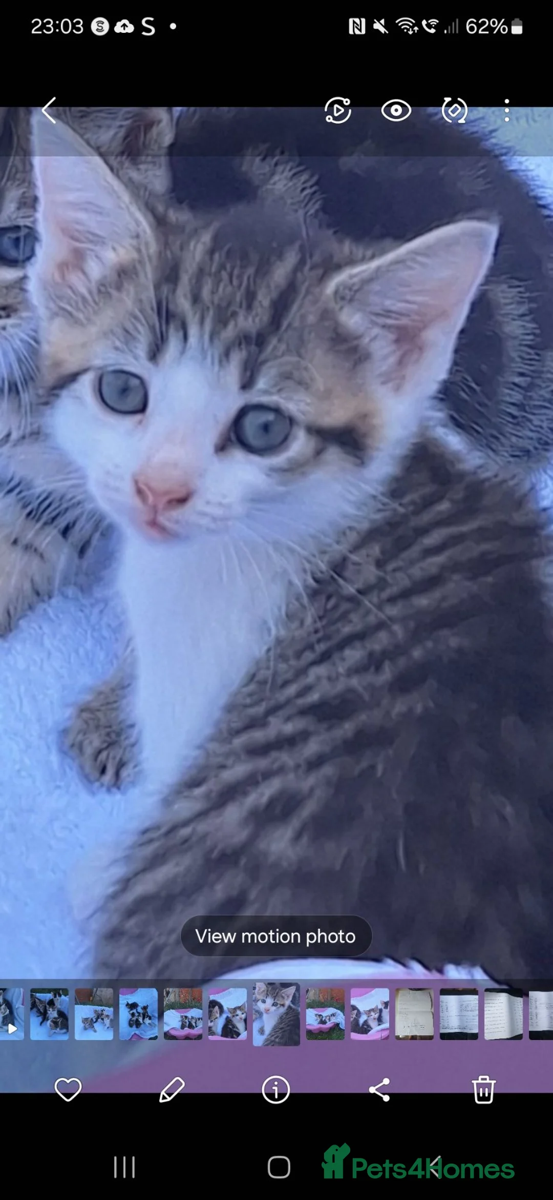 Mixed Breed cats for sale: Beautiful kittens  - Advert 2
