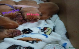 Dogue De Bordeaux dogs for sale: Dogue De Bordeaux puppies - Advert 4