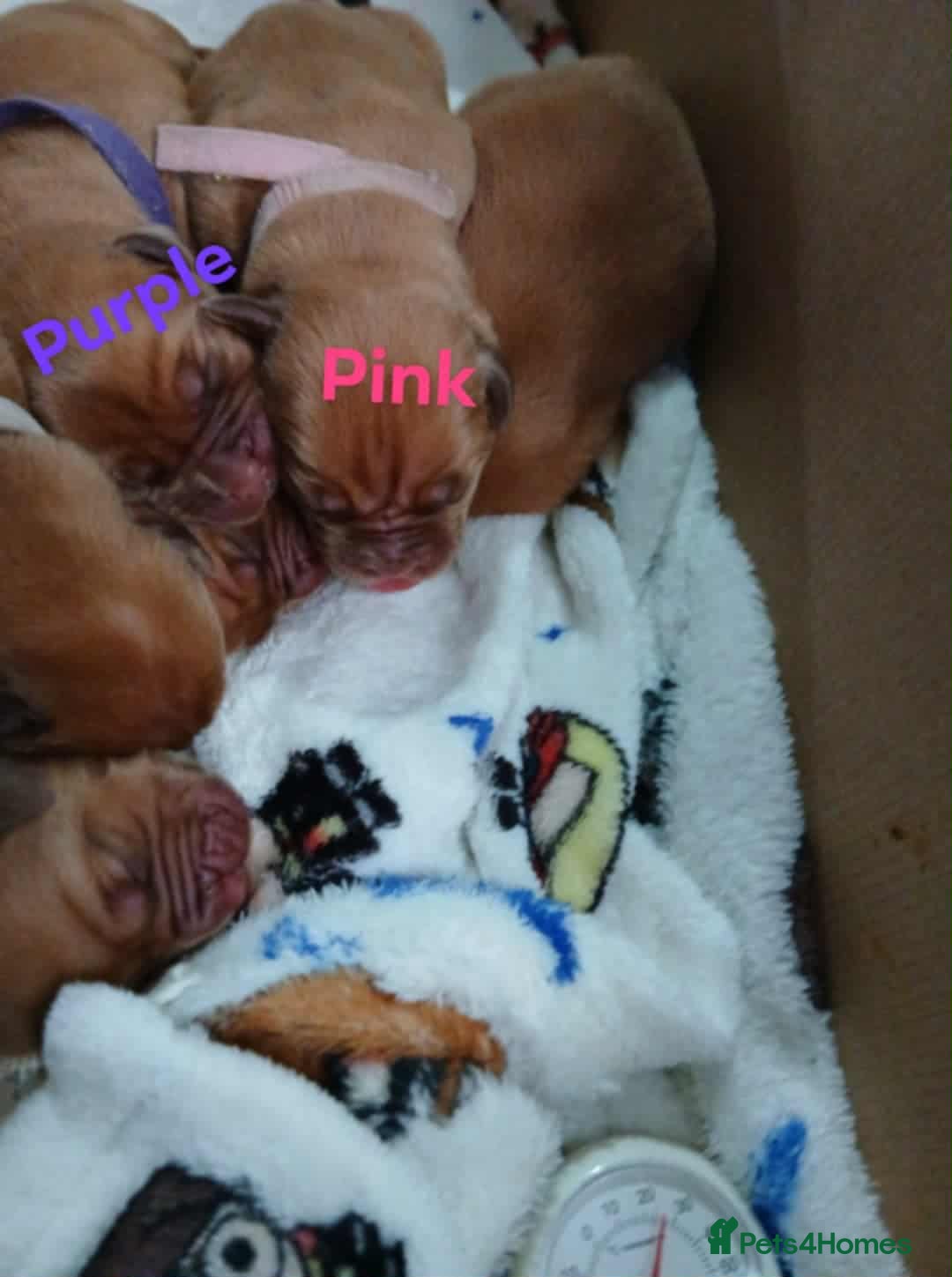 Dogue De Bordeaux dogs for sale: Dogue De Bordeaux puppies - Advert 4