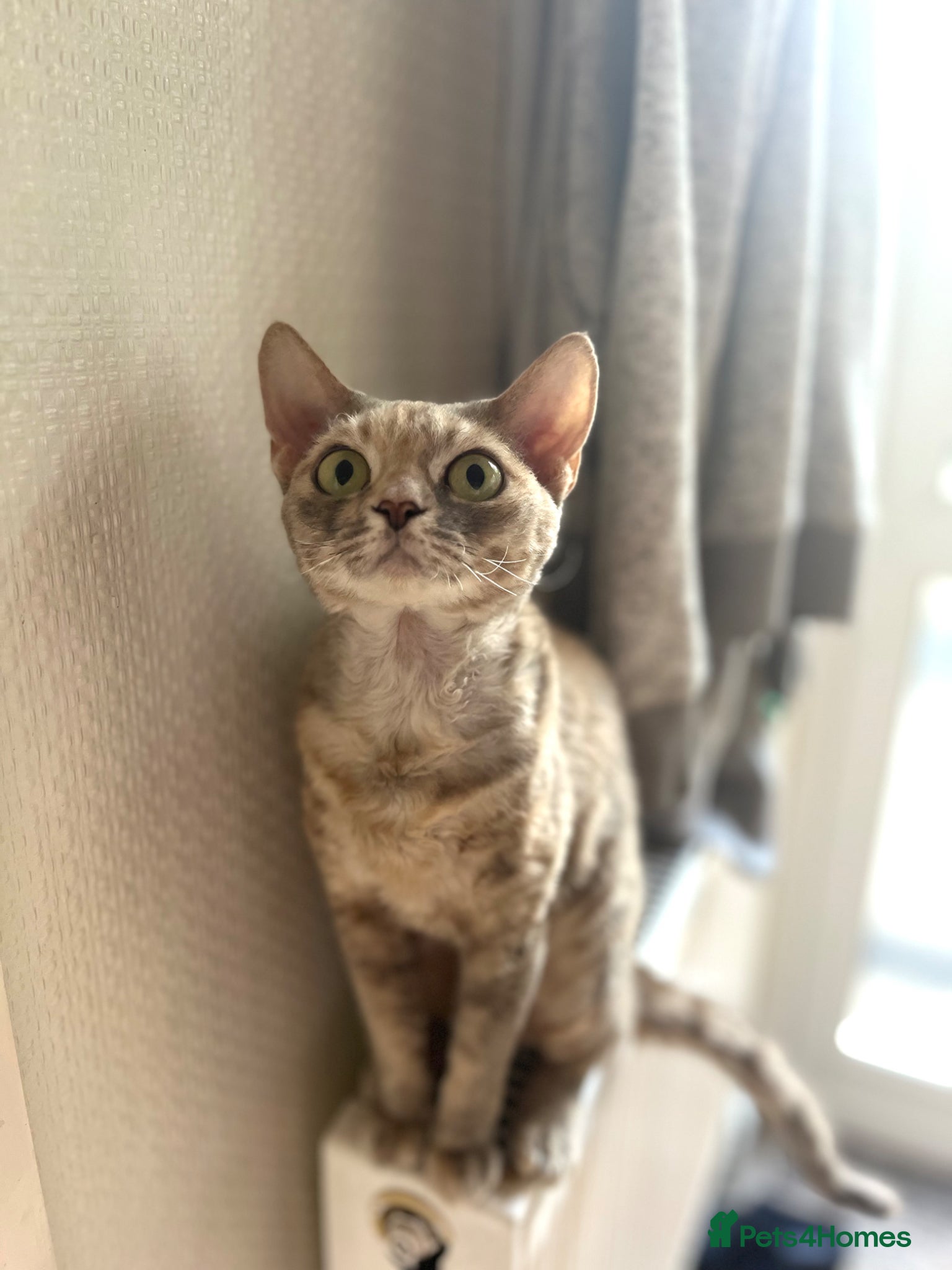 Devon Rex cats for sale: Lovely Devon Rex Kitten is looking for parents  - Advert 10