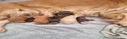 Cocker Spaniel dogs for sale: KC Registered Show cockers  in Doncaster - Advert 1